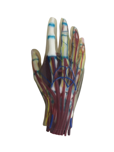 Hand Model