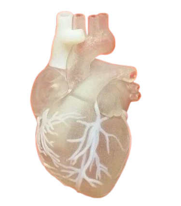 Heart Model