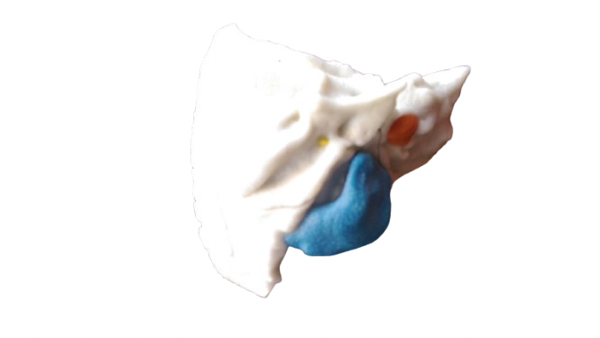 Temporal Bone Model